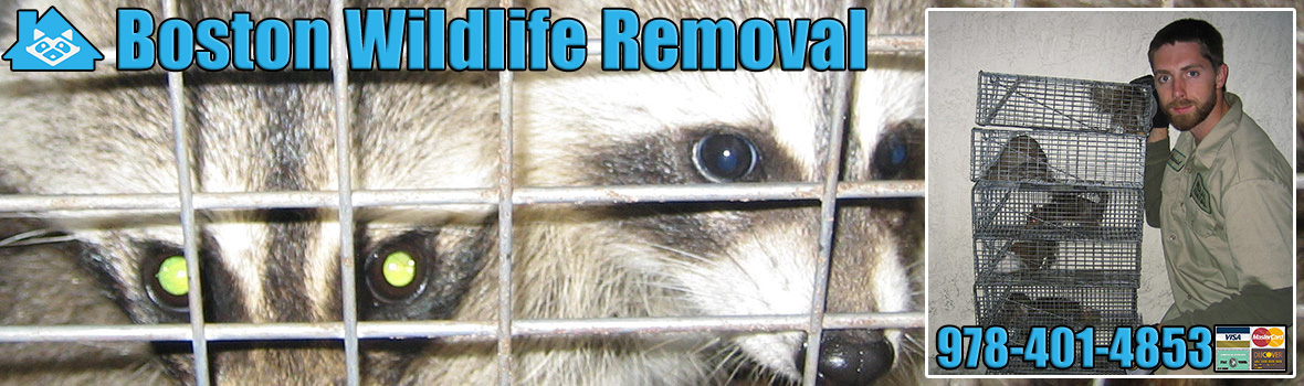 Boston Wildlife and Animal Removal